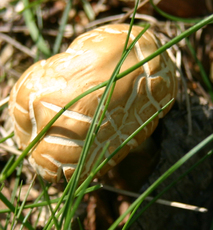 Pilz-4.jpg